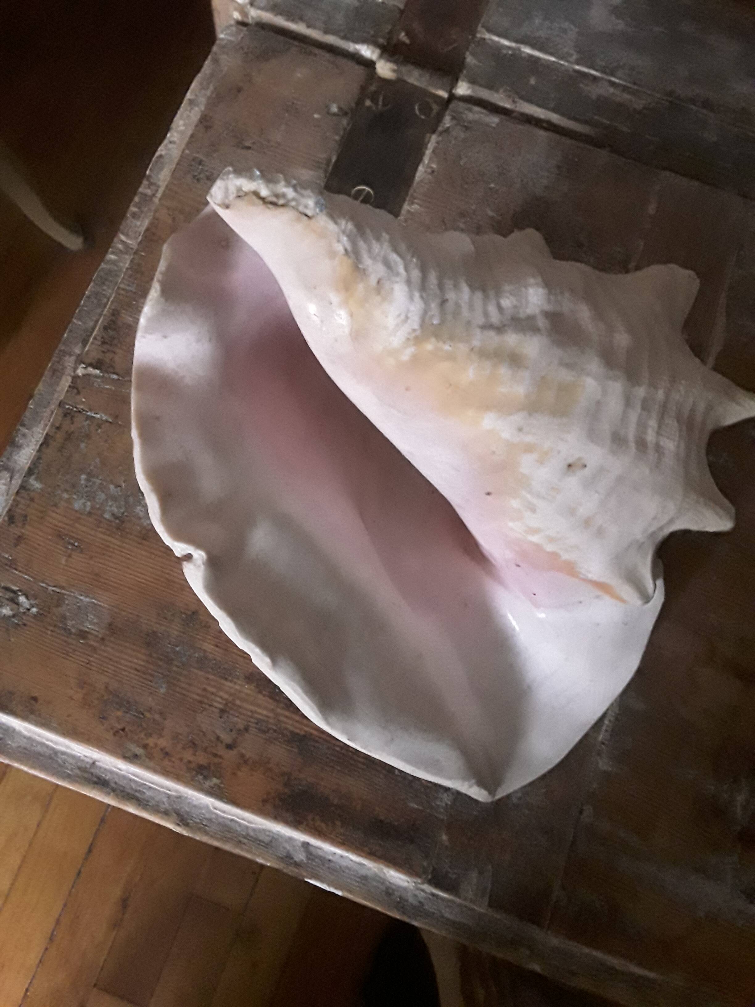 Very beautiful pinkish interior seashell.