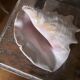 Very beautiful pinkish interior seashell.