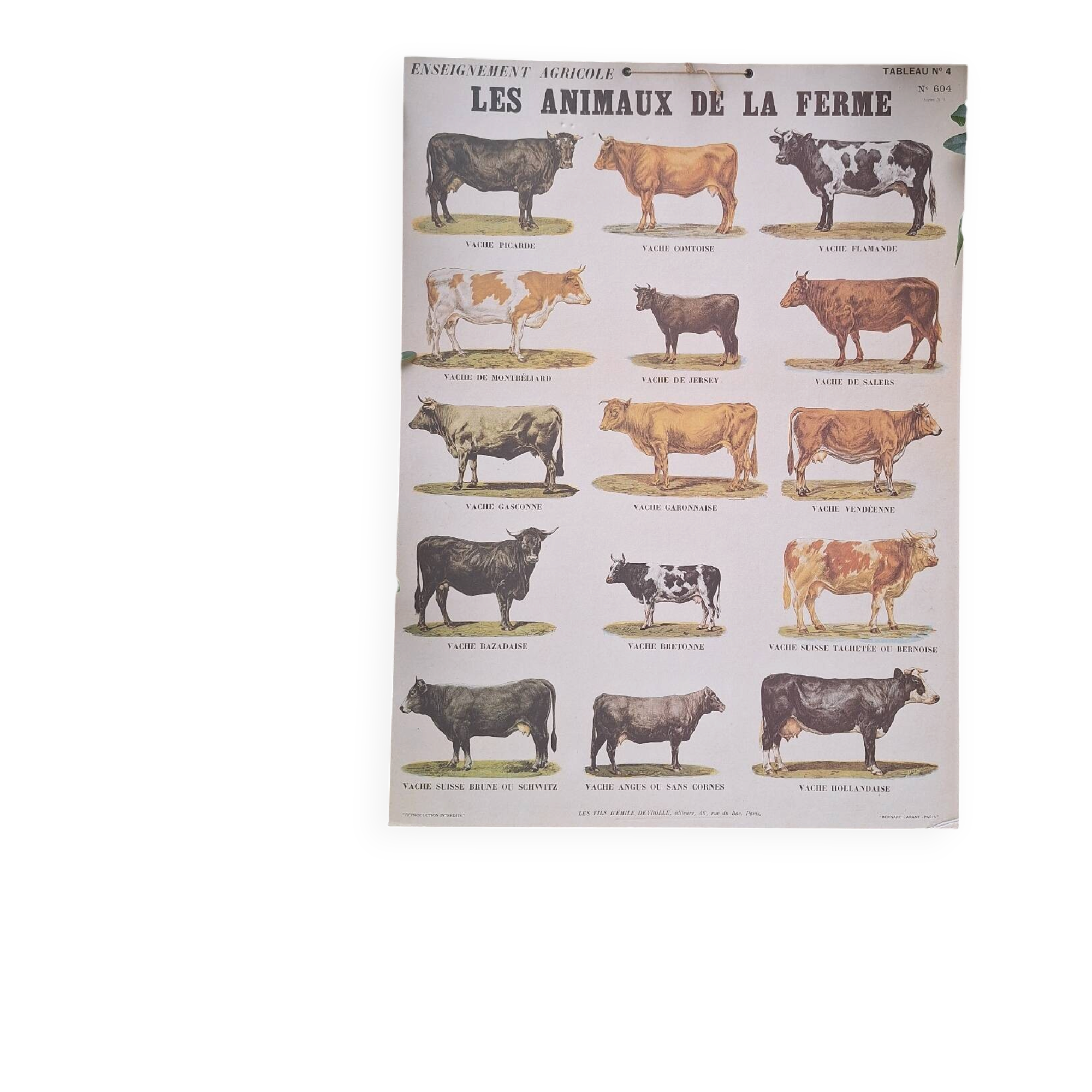 Planche pédagogique