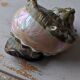 Coquillage deco