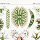 Poster about microscopic algae, based on an old lithograph