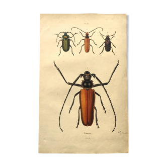 Antique engravings from 1839. Priones insects 2. Vintage Dumenil plate