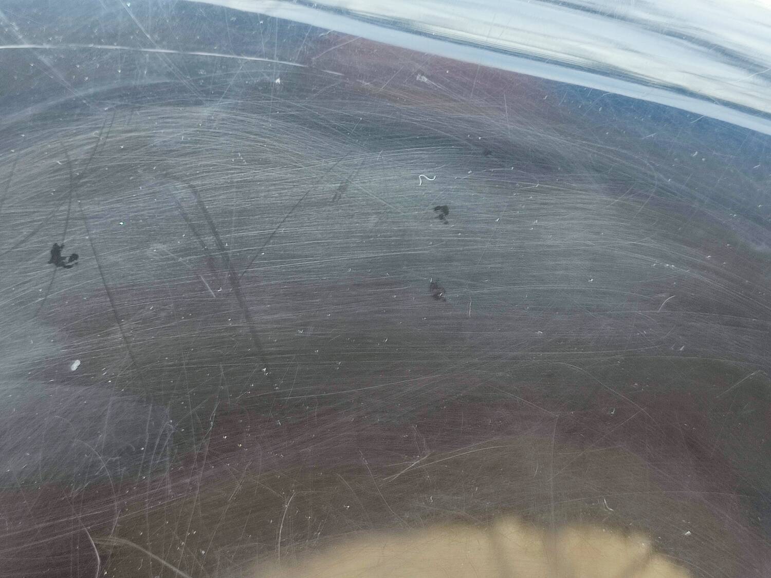 Pair of vintage Dal Segno designer chairs