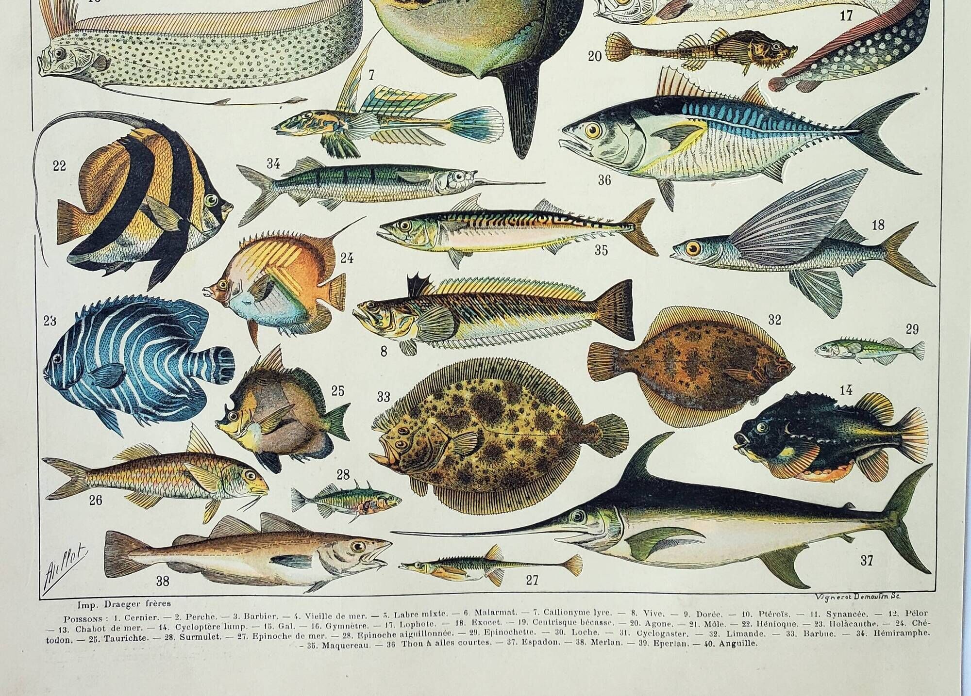 Old engraving 1898, Fish 1, marine animals • Lithograph, Original plate