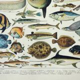Old engraving 1898, Fish 1, marine animals • Lithograph, Original plate