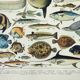 Old engraving 1898, Fish 1, marine animals • Lithograph, Original plate