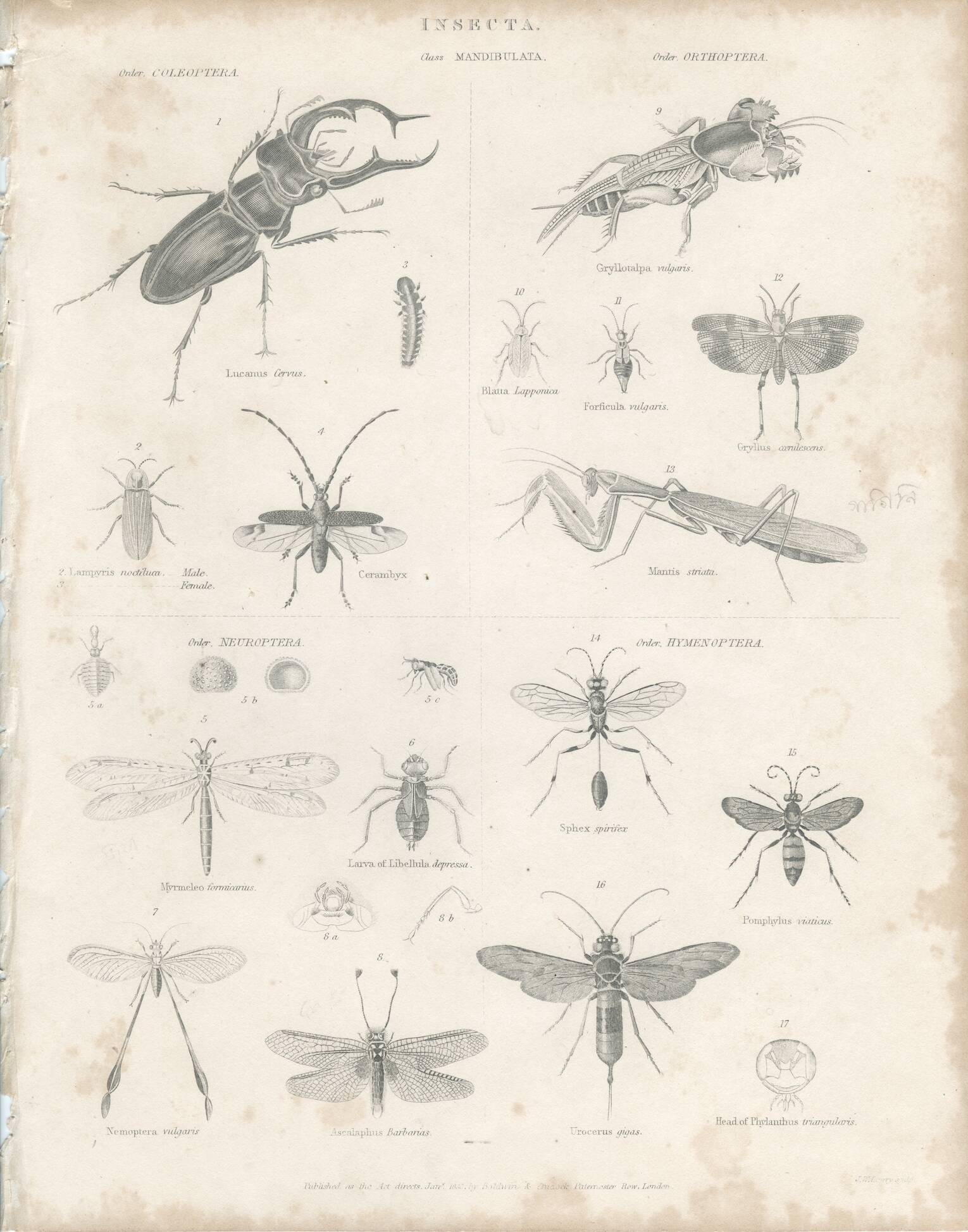 Antique engraving on entomology, XIXe
