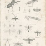 Antique engraving on entomology, XIXe