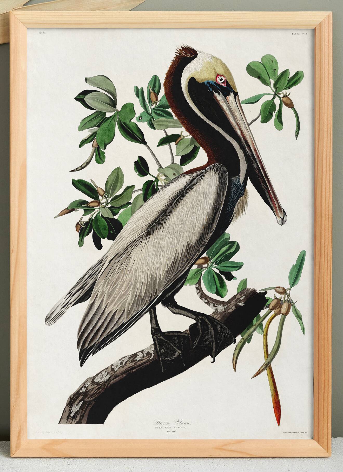 Poster about the Brown Pelican, based on an old engraving from 1827.