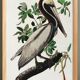 Poster about the Brown Pelican, based on an old engraving from 1827.