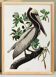 Poster about the Brown Pelican, based on an old engraving from 1827.