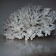 White coral