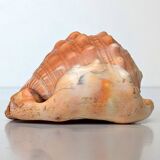 Red Helmet Shell or Bull's Mouth Helmet (Cypraecassis rufa)