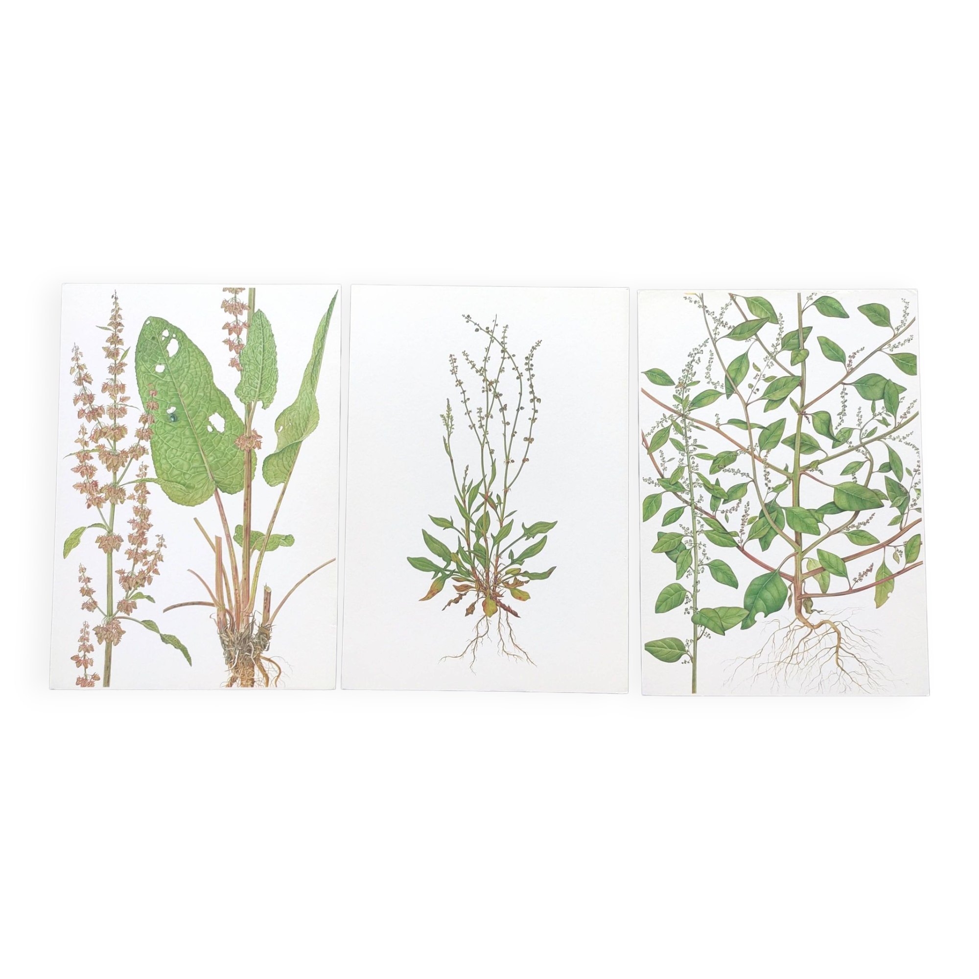 Lot de 3 planches botaniques vintage de 1978 - dont Oseille à feuilles obtuses - Gravure de plantes