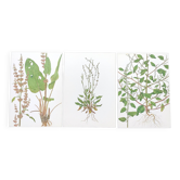 Lot de 3 planches botaniques vintage de 1978 - dont Oseille à feuilles obtuses - Gravure de plantes