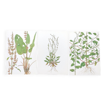 Lot of 3 vintage botanical plates from 1978 - including Sorrel with obtuse leaves - Plant engraving