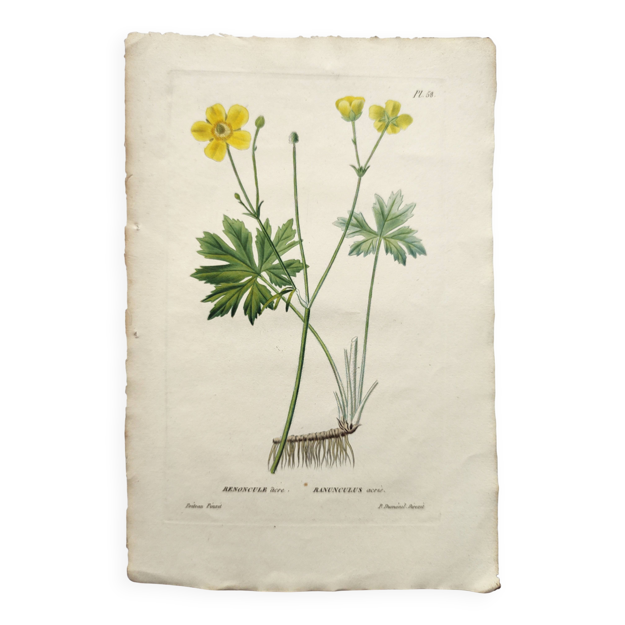 Gravure botanique de 1829 - Renoncule acre par Poiteau