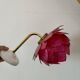 Vintage pink mother-of-pearl angled wall lamp
