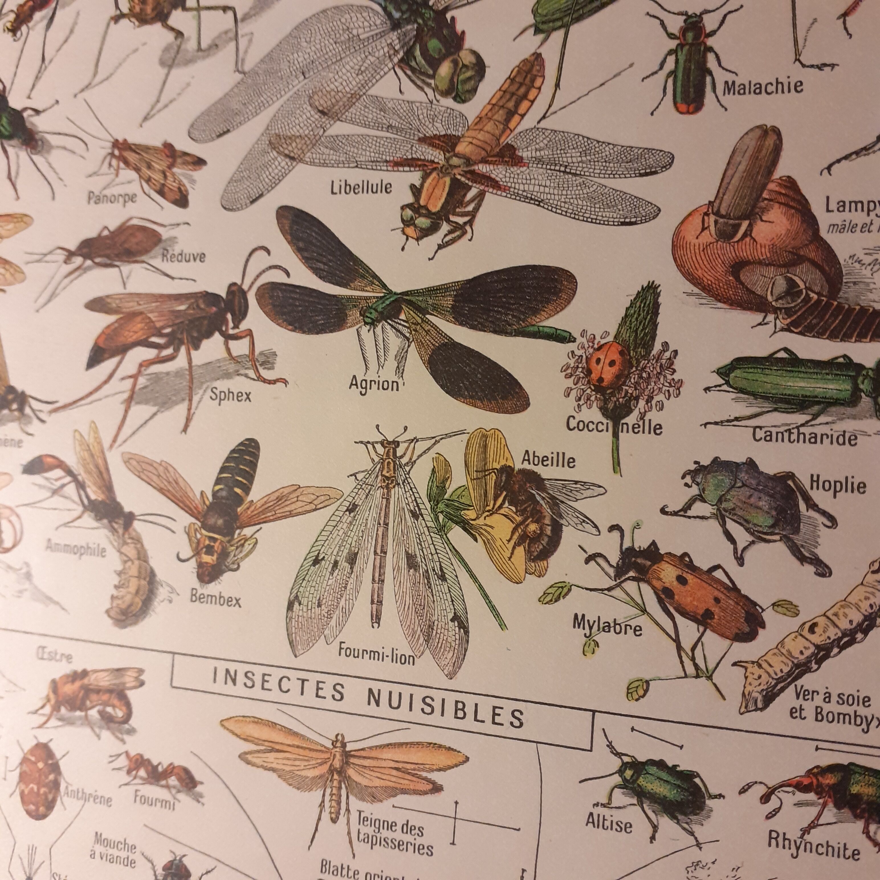 Lithographie sur les insectes de 1922