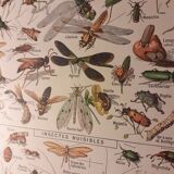 Lithographie sur les insectes de 1922