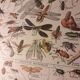 Lithographie sur les insectes de 1922