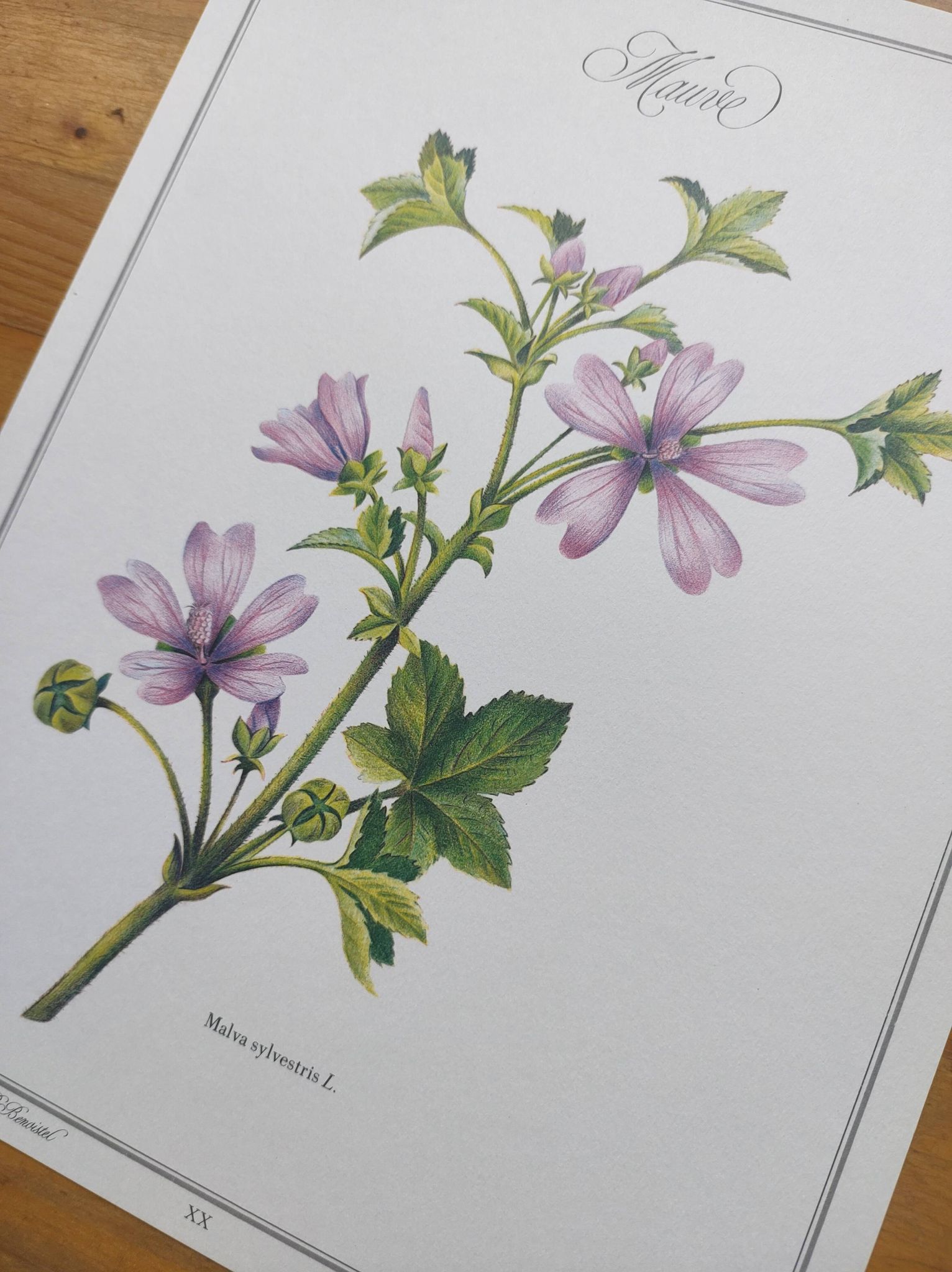 Botanical poster -Mauve- Illustration of medicinal plants and herbs by Michaud