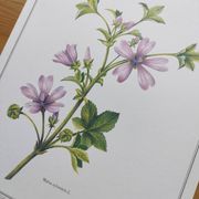 Botanical poster -Mauve- Illustration of medicinal plants and herbs by Michaud