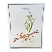 Botanical plate – Oat – Louis Pariente, 1986