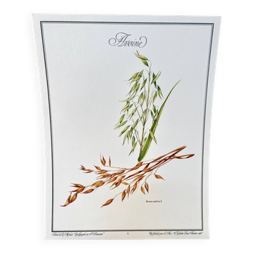 Botanical plate – Oat – Louis Pariente, 1986