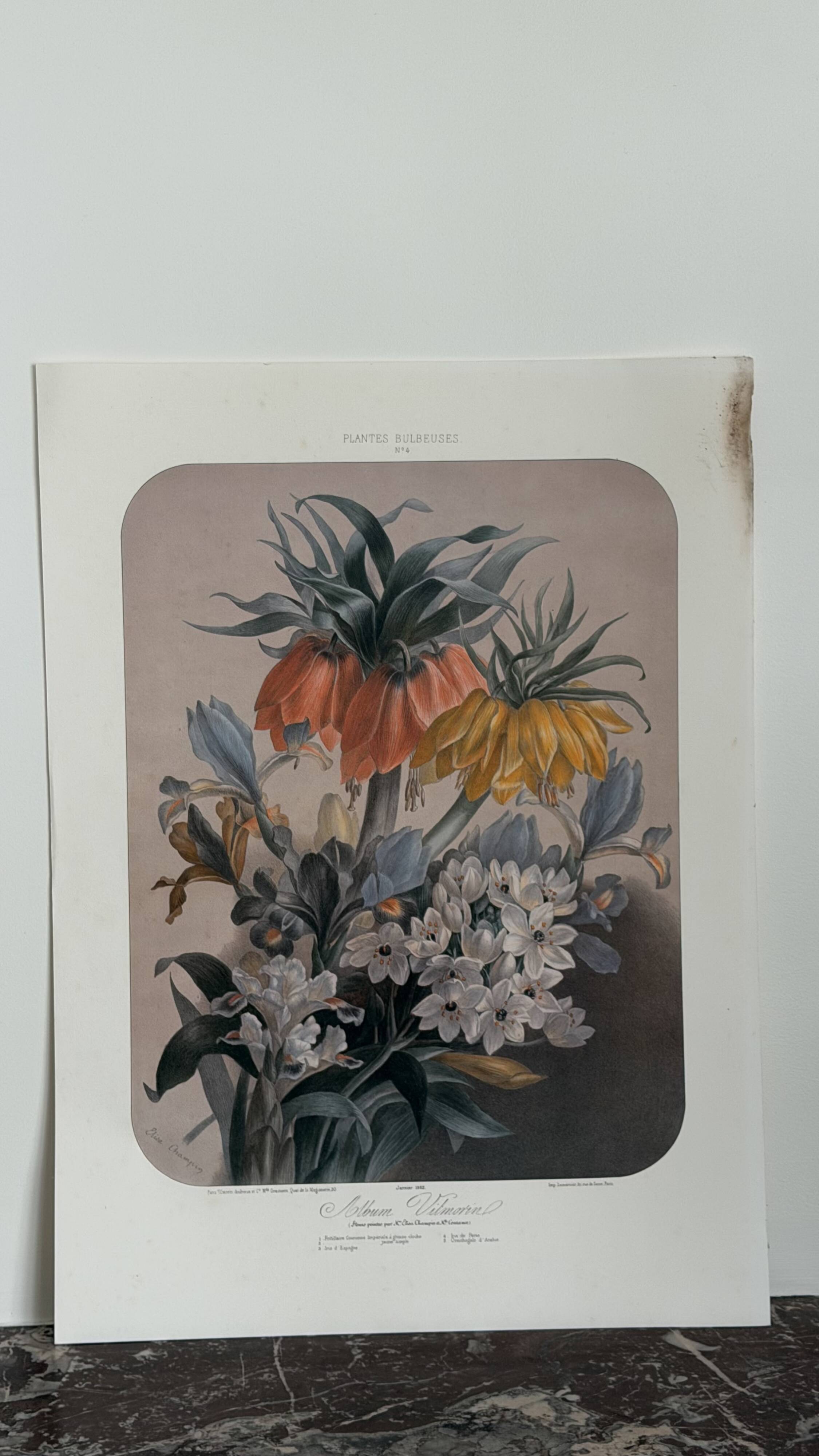 Lithographie botanique ancienne Vilmorin – Élisa Champin, XIXe siècle