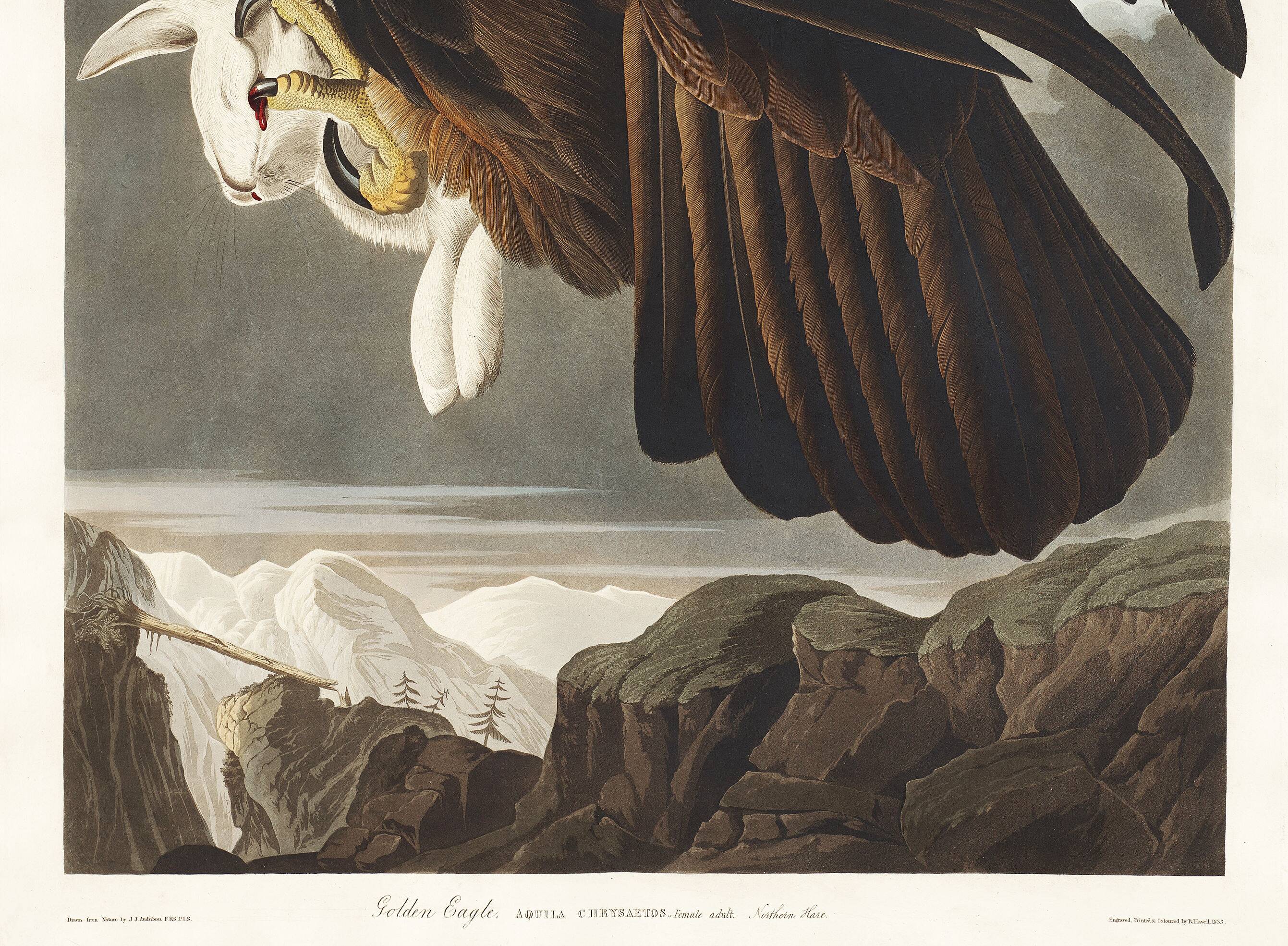 Affiche sur l’Aigle royal, d’après une gravure ancienne de 1827.