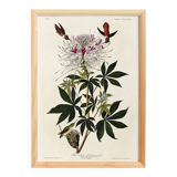 Poster about the rufous-throated hummingbird, based on an old engraving from 1827