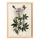 Poster about the rufous-throated hummingbird, based on an old engraving from 1827