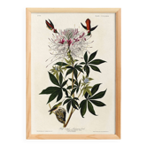 Poster about the rufous-throated hummingbird, based on an old engraving from 1827