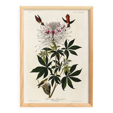 Poster about the rufous-throated hummingbird, based on an old engraving from 1827