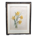 Daffodils, watercolor