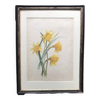 Daffodils, watercolor