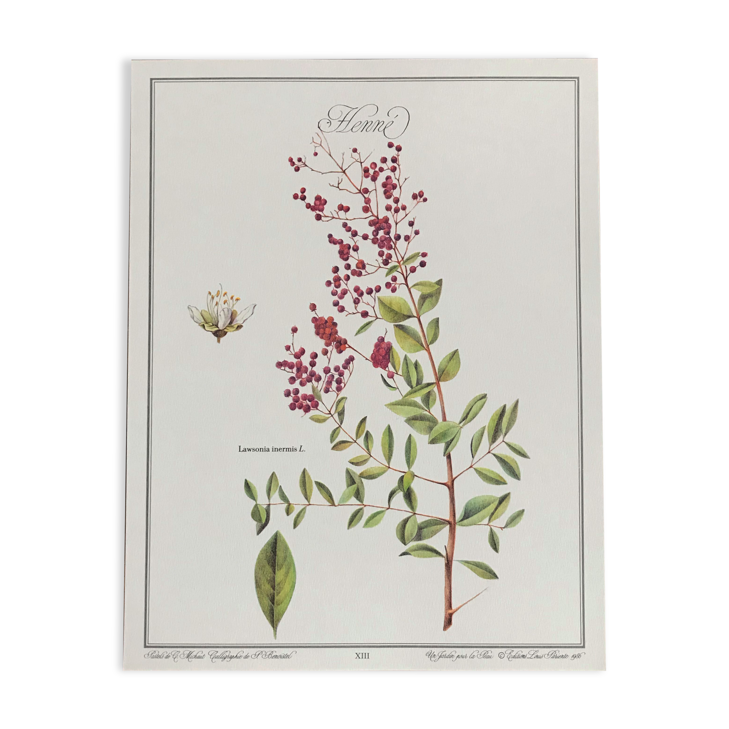 Botanical plank the Henné