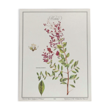 Botanical plank the Henné