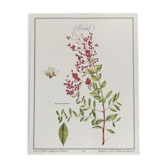 Planche botanique le henné