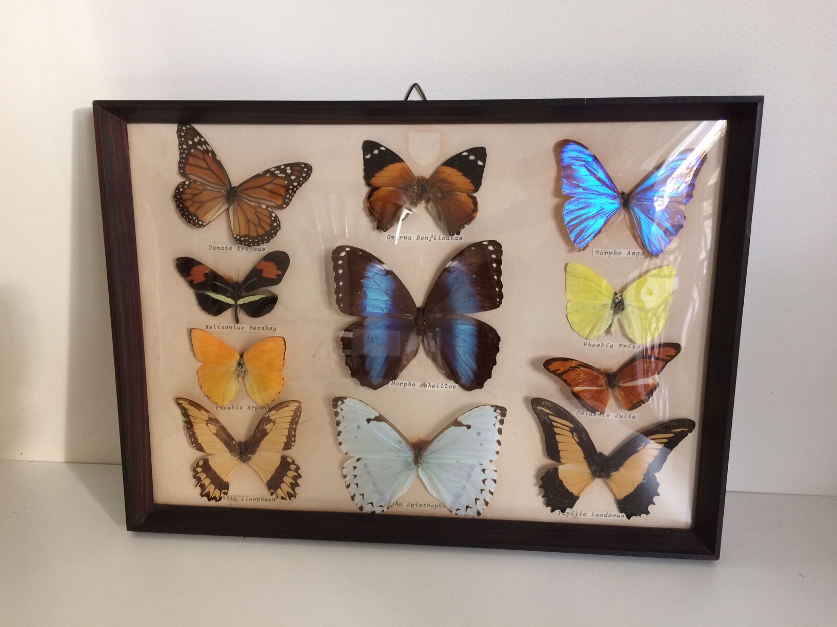 Butterflies naturalized