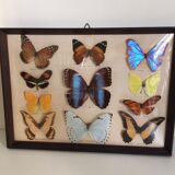 Butterflies naturalized