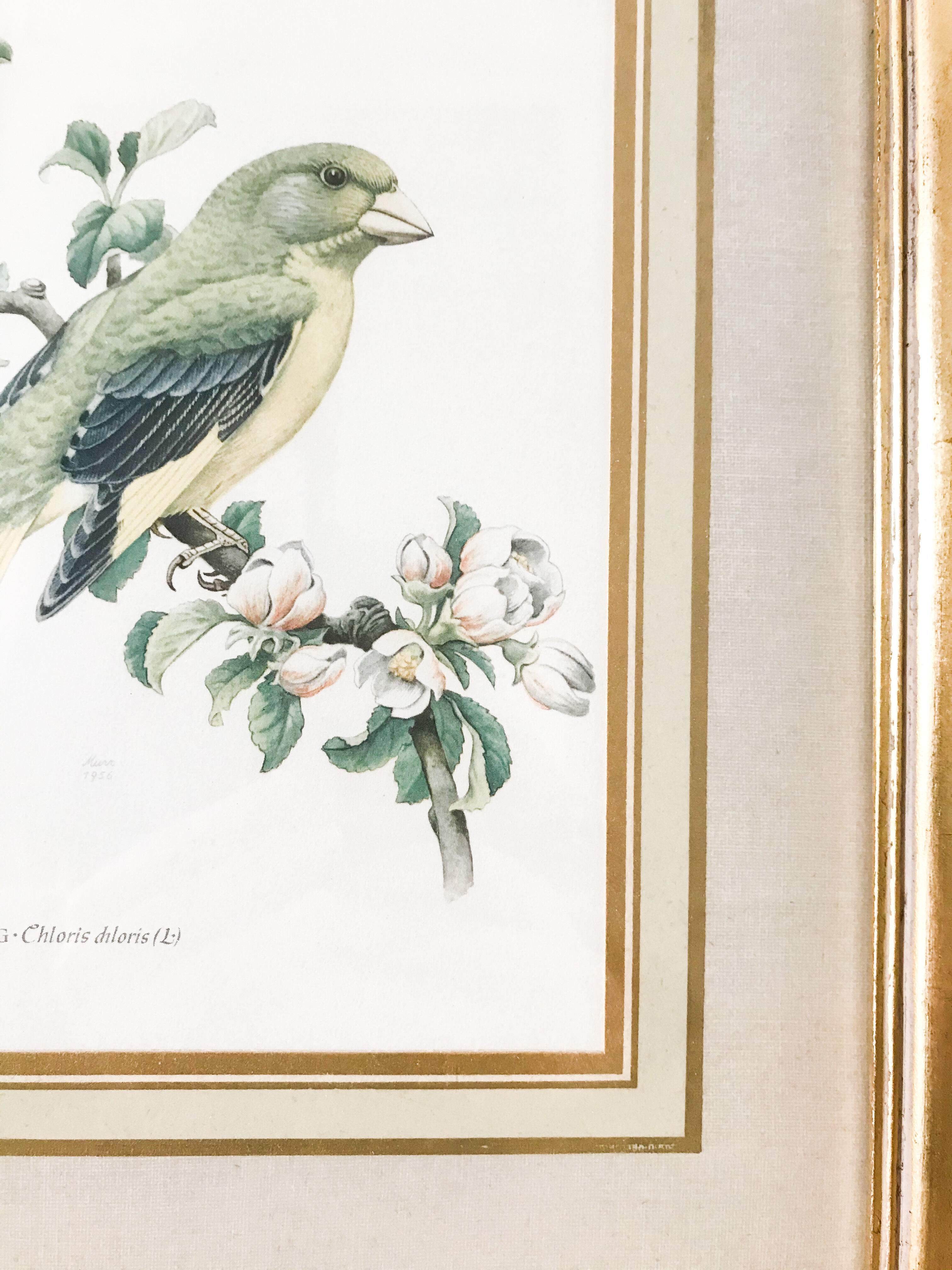 Illustration oiseau