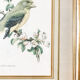 Illustration oiseau