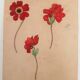 School design, study 20s "Anemones"