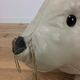Omersa seal, white leather foot rest
