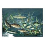 Congolese School Aquatic fauna Oil on canvas signed