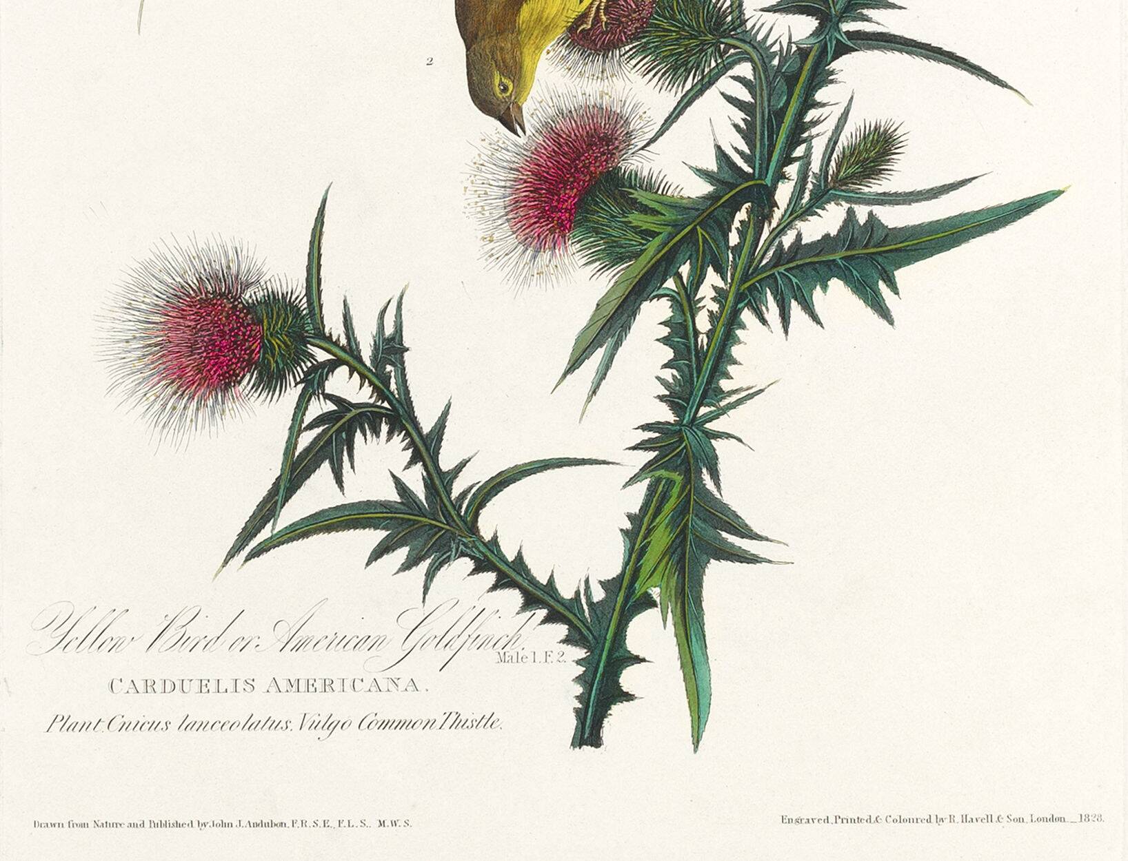 Poster about the Yellow Goldfinch, based on an old engraving from 1827.