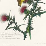 Poster about the Yellow Goldfinch, based on an old engraving from 1827.