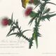 Poster about the Yellow Goldfinch, based on an old engraving from 1827.